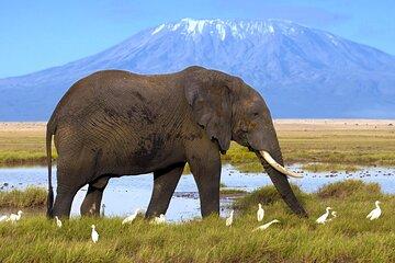 Amboseli National Park Safari Day Tour