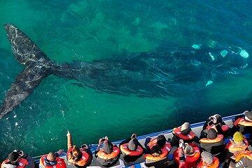 3-days Puerto Madryn: Peninsula Valdes (Optional Whale Watching)