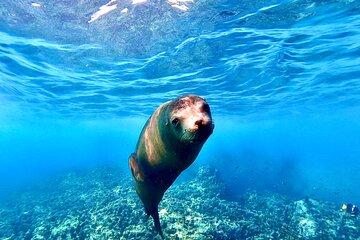 Espiritu Santo Wildlife Expedition and Snorkeling Tour (Private)