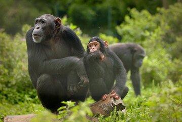 Ngamba Island Chimpanzee Experience and Lake Victoria Tour