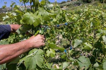 Hvar Wine Tour with Wine Tasting in a Local Winery