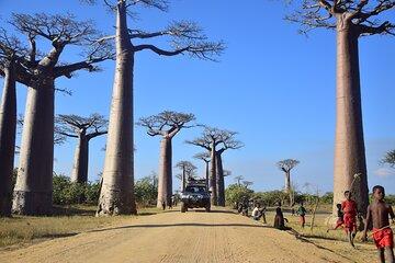 Explore Morondava in a Day