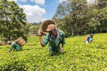 Kiambethu Tea Farm Tour and Lunch
