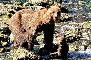 Private Bear Viewing at Waterfall Creek