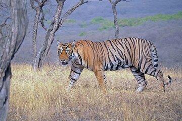 Jaipur to Ranthambore 2 Day Wildlife Safari Tour