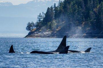 Victoria City Tour with Whale Watching