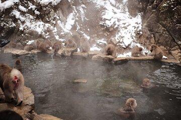 Jigokudani Snow Monkey and Togakushi Shrine Private Tour