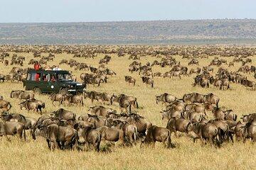 4 Days 3 nights Maasai Mara and Lake Nakuru Safari