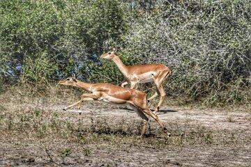 Chobe Day Trips in Botswana