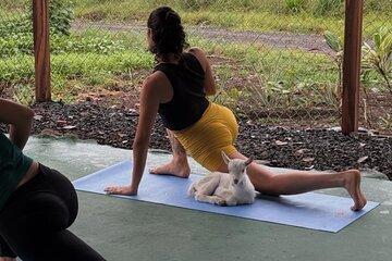 Yoga Class with Goat