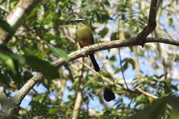 El Salvador Birding and Culture Private Tours