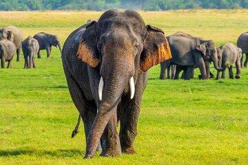 Safari Experience in Sri Lanka
