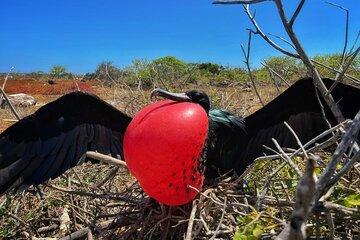 Endemic Bird Watching and Snorkeling in North Seymour Beach