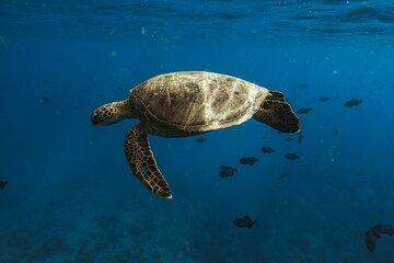Turtle Canyon Snorkel Adventure in Waikiki
