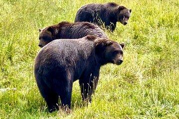 Bears & Beers Tasting Tour out of Anchorage