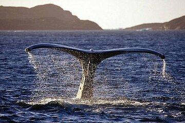 Tromso Whale Watching VIP Boat Tour with Lunch