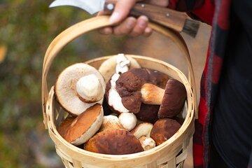 Forest Tasting Lapland Wild Berry and Mushroom Foraging