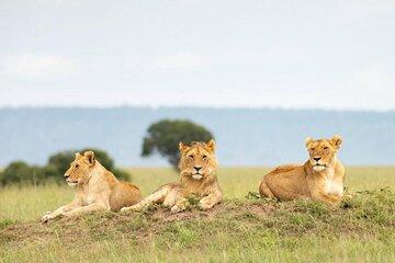 Five days Mikumi and Nyerere National park