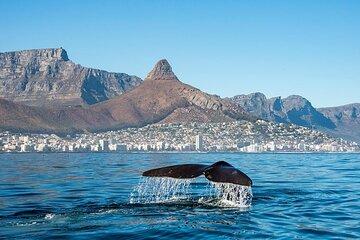 Cape Town Marine Eco Tour Explore Table Bay Biodiversity