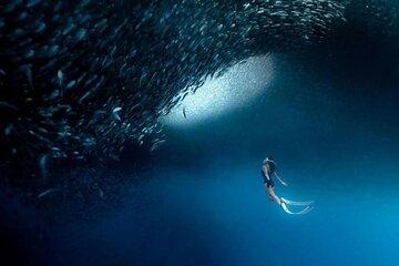 Cebu Tumalog, Inambakan Falls, Sardines and Whaleshark Watching
