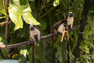 Panama Canal Wildlife Tour Monkey Island and Boat Ride Adventure