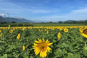 【Rental Bike】Let’s go see the sunflowers of Mannou Town by electrically assisted e-bike!Introducing recommended routes for sunflower producers.