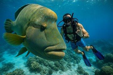 Cairns: Great Barrier Reef Luxury Cruise Snorkeling With Lunch