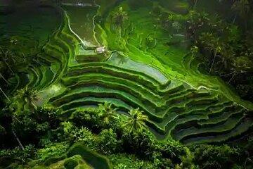 Hidden Bali Waterfalls And Scenic Rice Terrace With Lunch