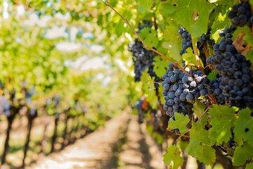 Private Chianti Half Day Vineyards Escape
