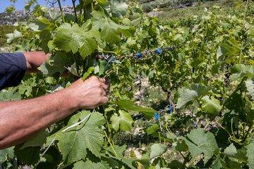 Hvar Wine Tour with Wine Tasting in a Local Winery