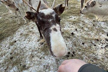 Rovaniemi Reindeer Safari Sleigh Ride 1h