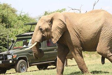 4-Day The Untamed Beauty of Maasai Mara & Nakuru at Sarova Lodges