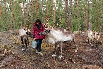 Authentic Reindeer Experience Near Helsinki (Private)
