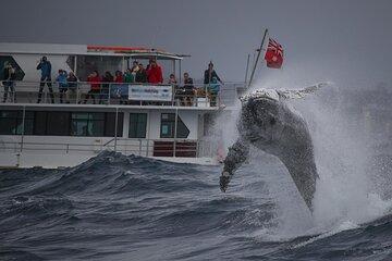 Awesome Sydney Lunch Cruise with Whale Watching Activity Tour