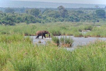 Kruger National Park Half Day Tour from Hoedspruit