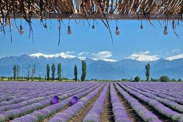 Alpaca Farm and Lavender Fields Tour