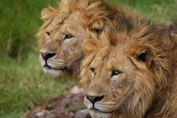 3-Day Fly-In Safari to the Iconic Serengeti