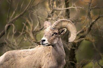 Premier Wildlife Tours in Saguaro National Park