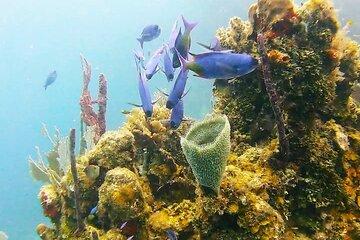 Small Group Roatan Blue channel Snorkeling Tour with Beach Break