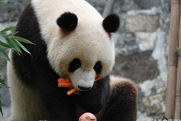 Panda Valley and Dujiangyan Private Tour
