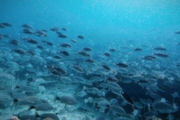 Recreational Diving in La Ventana Bay