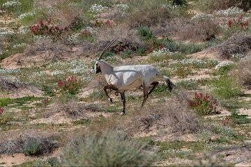 Mountain Hiking Experience in Nature Reserve Medina