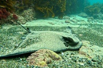 Try Scuba Dive