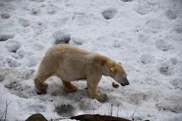 Ranua Wildlife Park Family Friendly Arctic Adventure