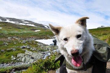 Husky Guided Hiking and Lake Fun with Cabin Break