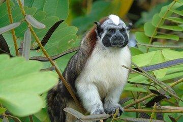 Boat Safari in the Panama Canal