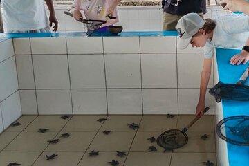 Saba Beach Horse Riding and Turtle Release