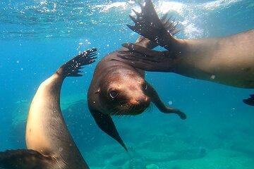 Espiritu Santo Island: Snorkel, Wildlife and Beach