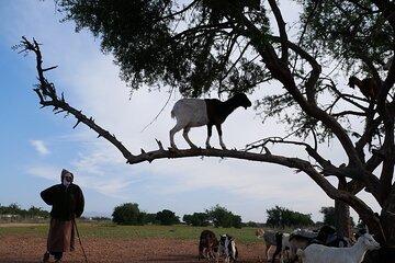 Goats on trees