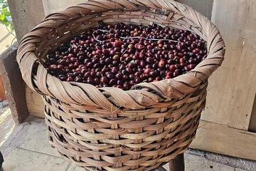 Costa Rica Coffee Tasting Experience